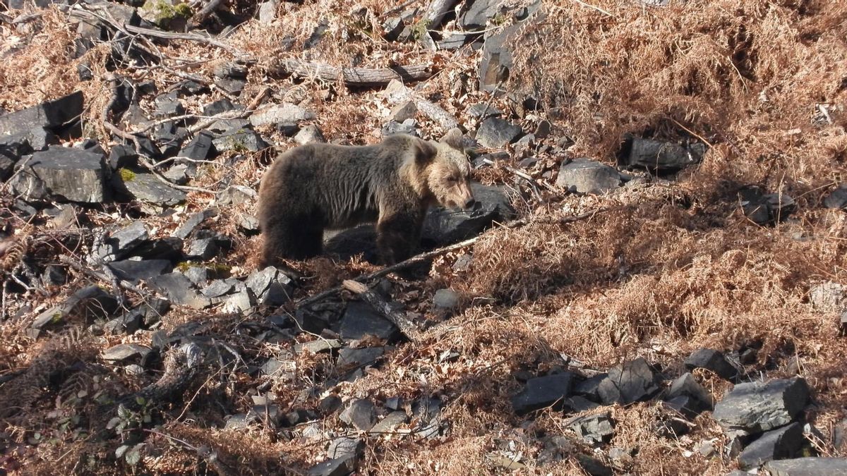 Un ejemplar de oso pardo cantábrico.