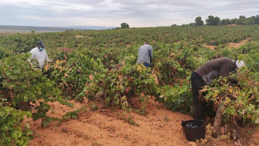 Los viticultores, “desesperados”, piden ayudas urgentes a Europa, al Gobierno central y a las  autonomías ante la “gravísima situación” del sector
