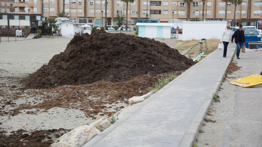 El temporal de Levante impulsa nuevas arribazones del alga invasora en la costa de Cádiz