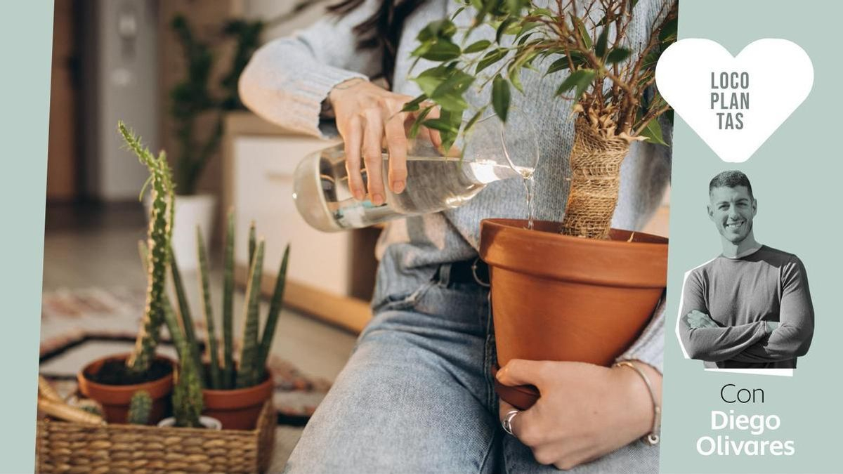 Cómo hacer el 'cambio de armario' de otoño para tus plantas: reubicación, riego y puesta a punto