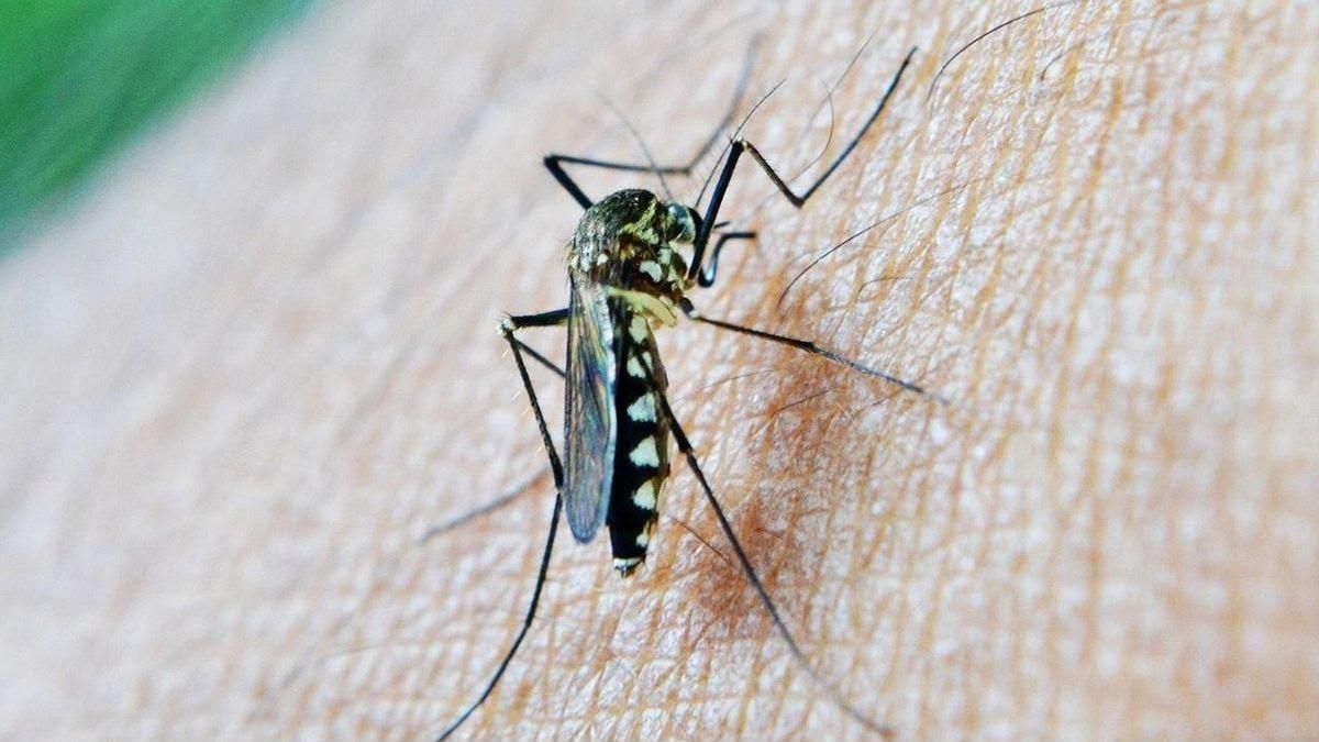 Extremadura confirma el tercer caso de fiebre del Nilo Occidental del año en un joven de 21 años