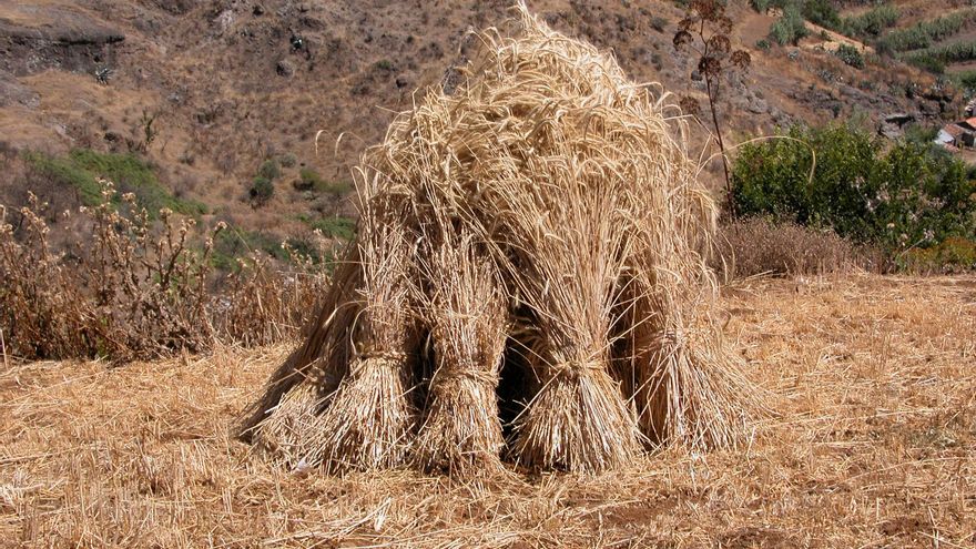 Agricultura destina ayudas valoradas en 224.000 euros para los productores de cultivos forrajeros