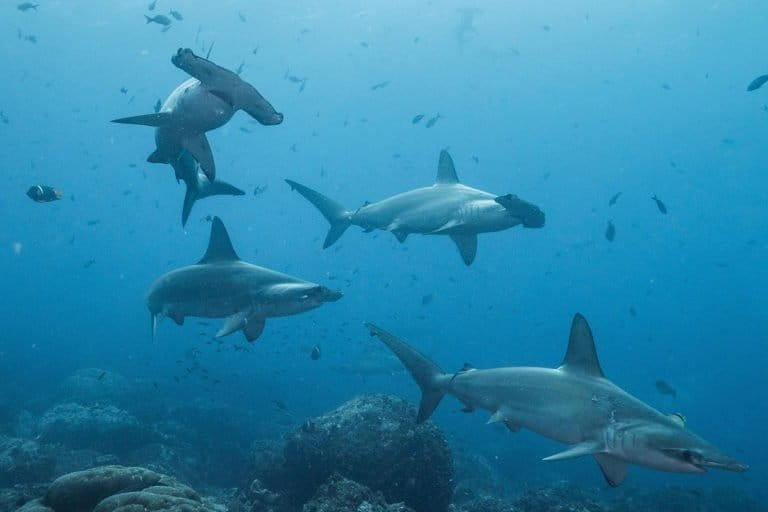 Tiburones martillo. Foto: Pelayo Salinas de León