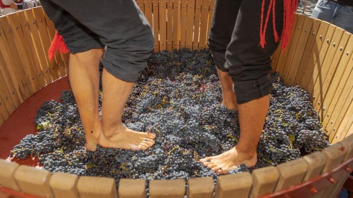 Tradicional pisado de uva en Ribera del Duero.