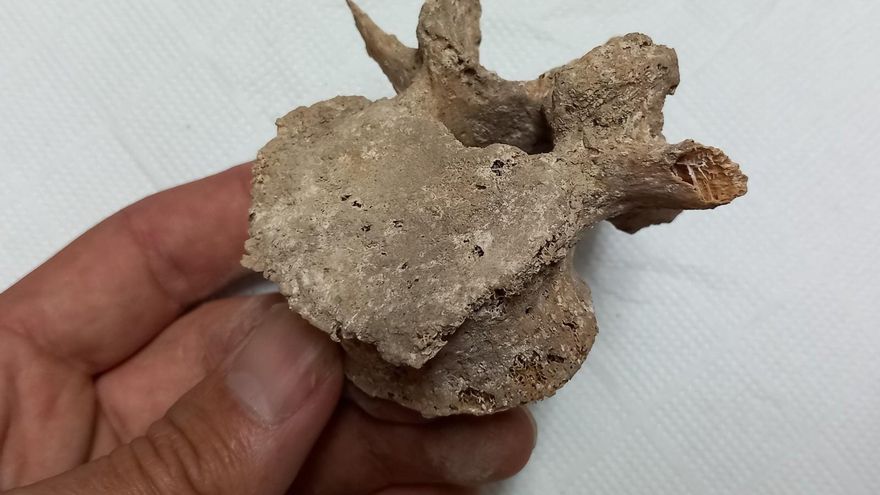 Restos hallados en las cuevas sepulcrales de Carcelén