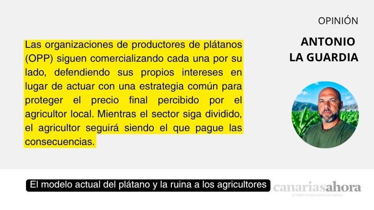 El modelo actual del plátano y la ruina a los agricultores