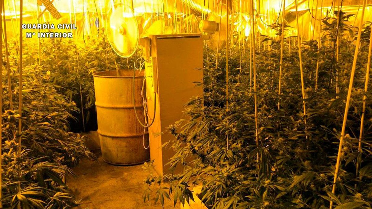 nvernadero con plantas de marihuana.