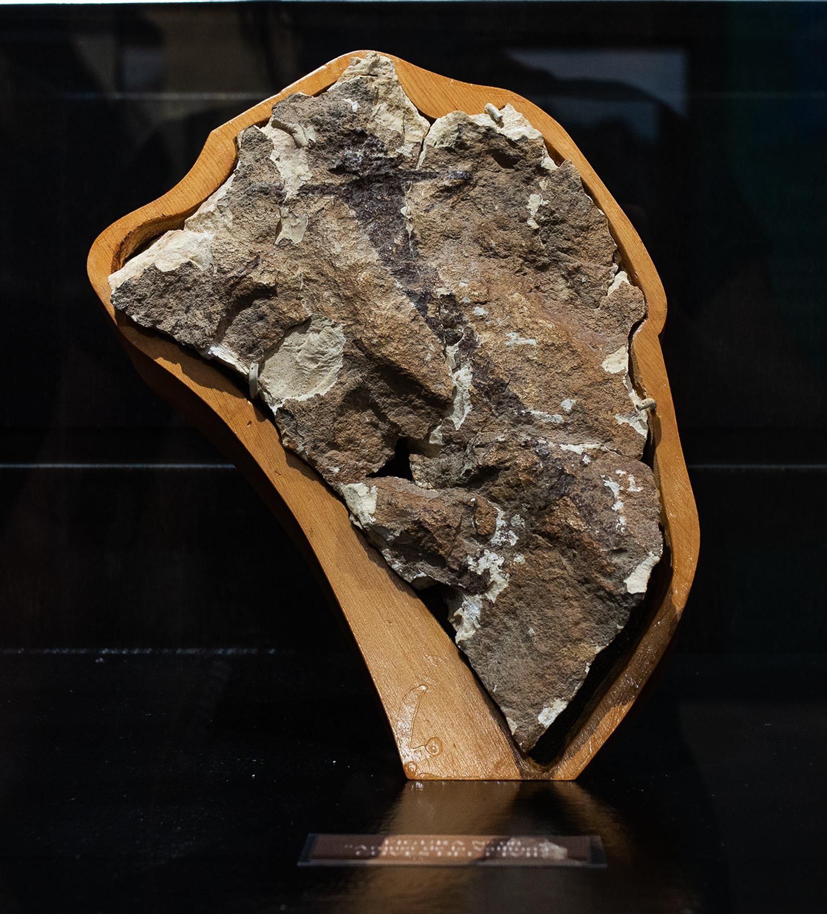 L'arquer espoliat durant el periode de la batalla de Montegordo