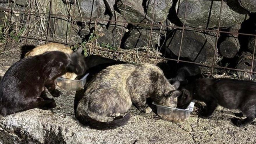 Gatos de una de las nueve colonias de Las Majadas