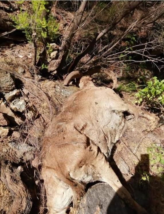 Ejemplar de arruí abatido y abandonado durante el ejercicio 2021 por la empresa Gesplan SA. Foto: Asociación Cazadores de Canarias Siete Islas