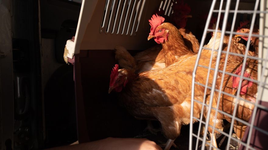 Gallinas rescatadas de los barrios afectados por la erupción de La Palma