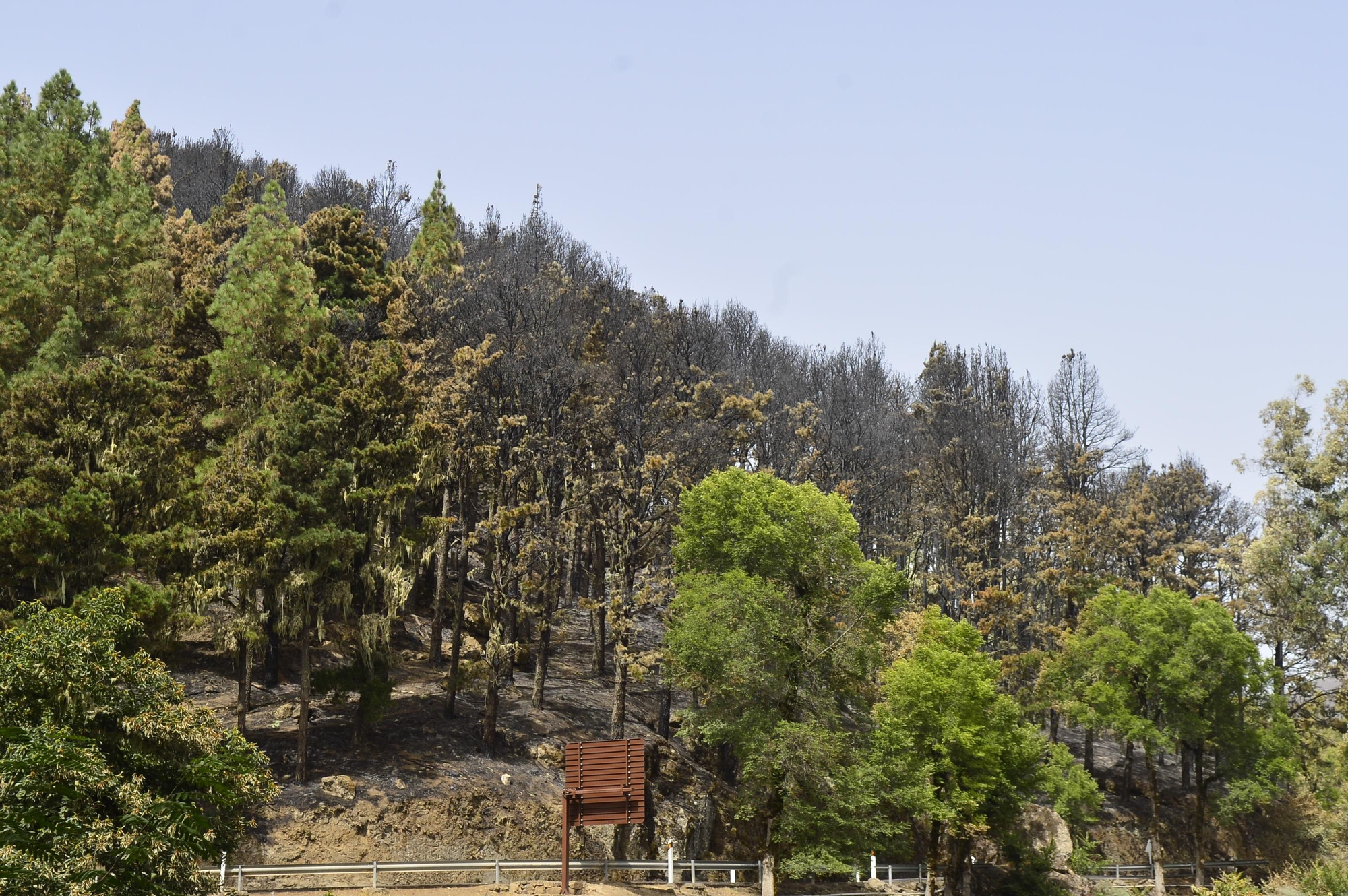 Efectos del incendio en la cumbre de Gran Canaria. (ÁNGEL SARMIENTO)