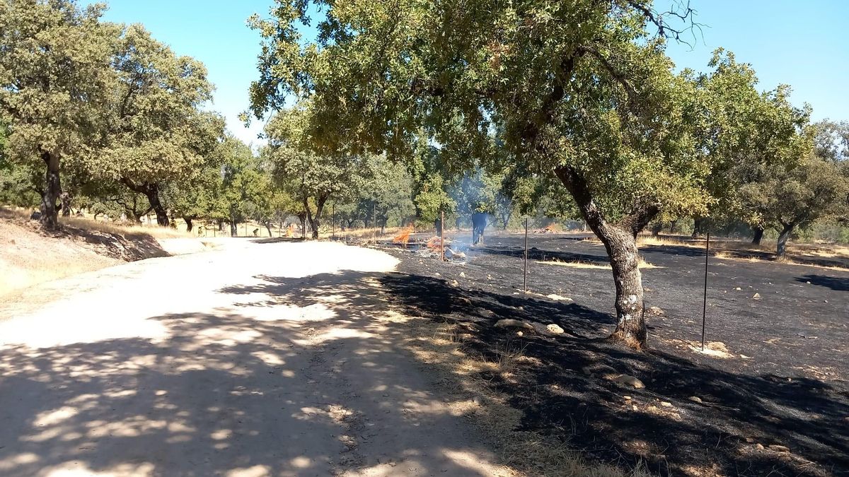 Extinguido el incendio forestal declarado en Cardeña