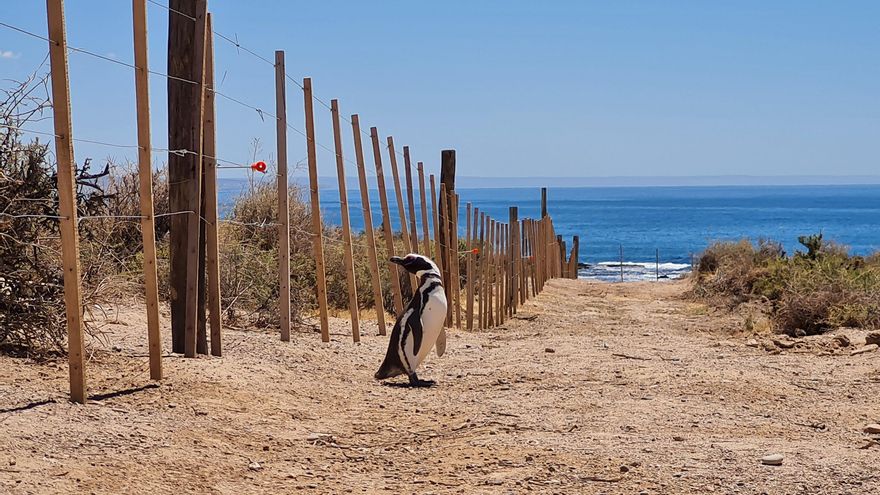“Masacre de los pingüinos”: el empresario irá a juicio por los delitos de maltrato animal y daño agravado al ambiente