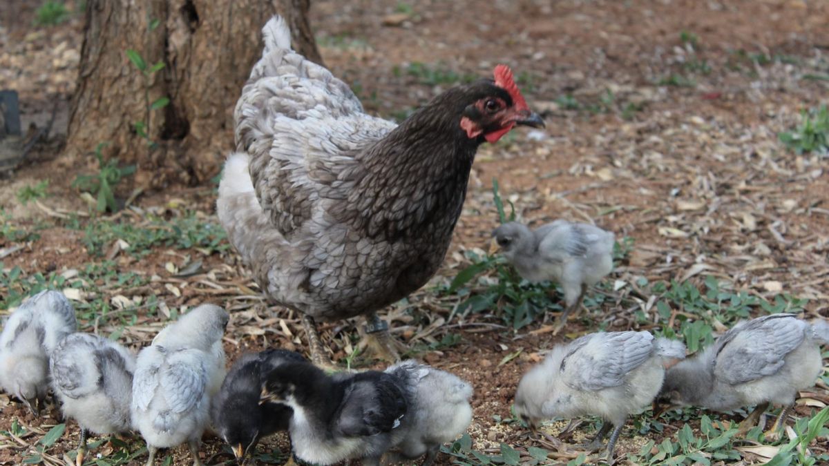 Las iniciativas de protección necesitan estar ligadas a usos reales que permitan ingresos estables