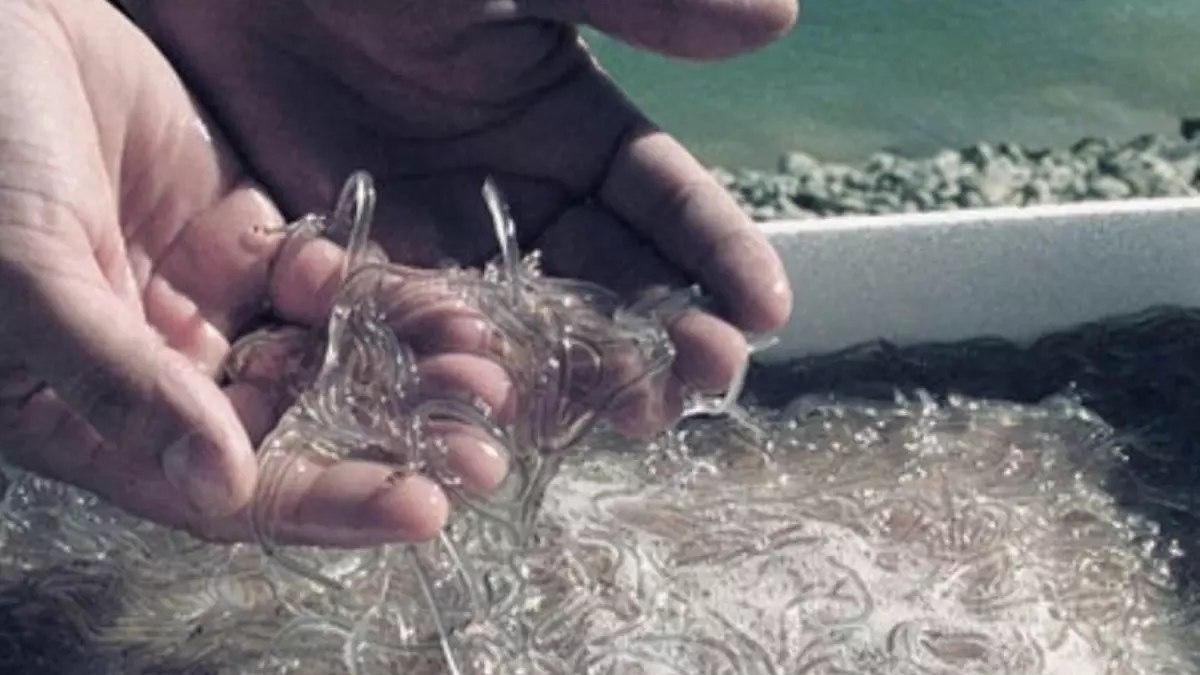 Eguzki solicita al Gobierno vasco catalogar la anguila y las angulas como especie en peligro de extinción