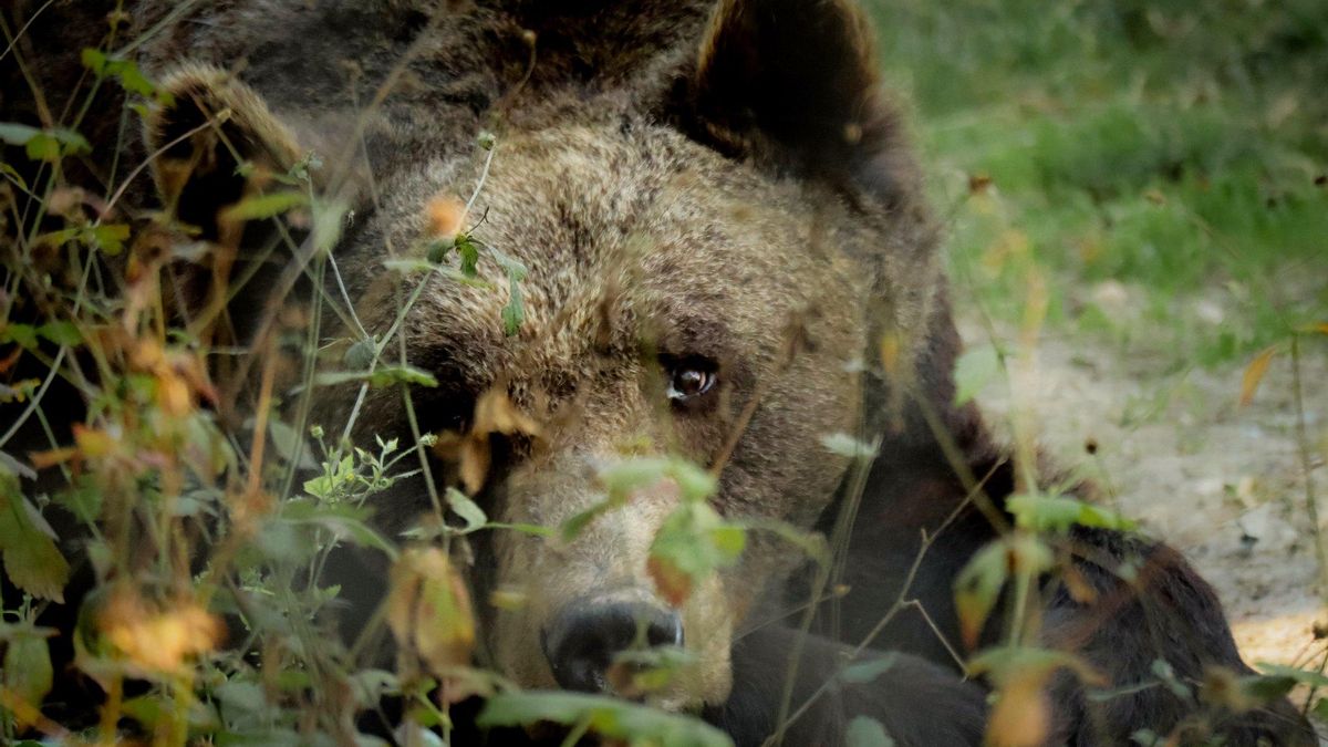 Oso pardo en la reserva de Zarnesti.