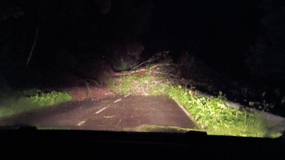 La caída de un árbol  corta la carretera de Barlovento a Garafía