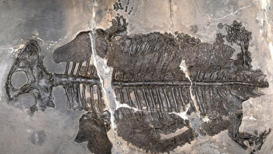 Este anfibio desafió las reglas de la evolución: hace 237 millones de años consiguió vivir exclusivamente en el mar