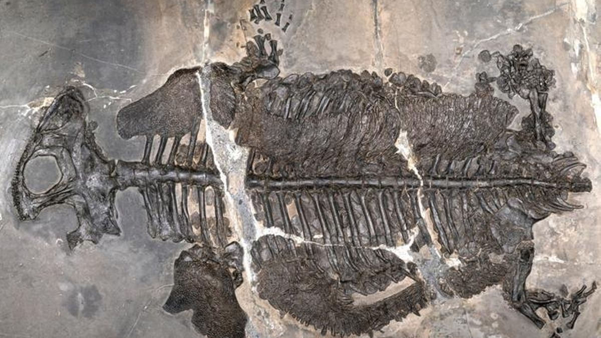 Este anfibio desafió las reglas de la evolución: hace 237 millones de años consiguió vivir exclusivamente en el mar
