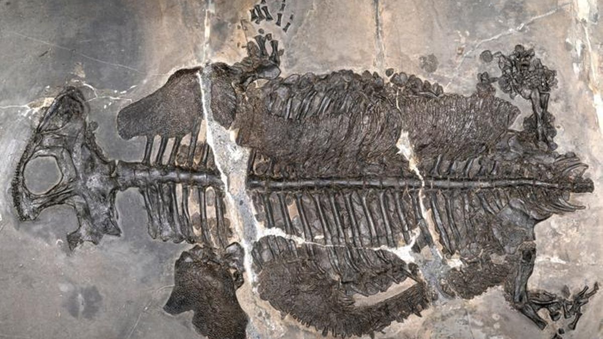 China: Researchers discover ancient amphibious species that lived exclusively in the sea