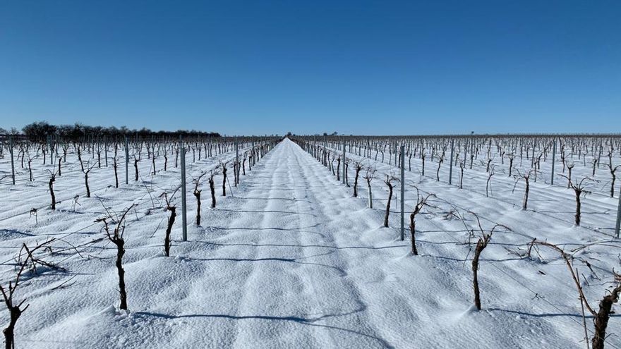 Viñedo en Villamayor