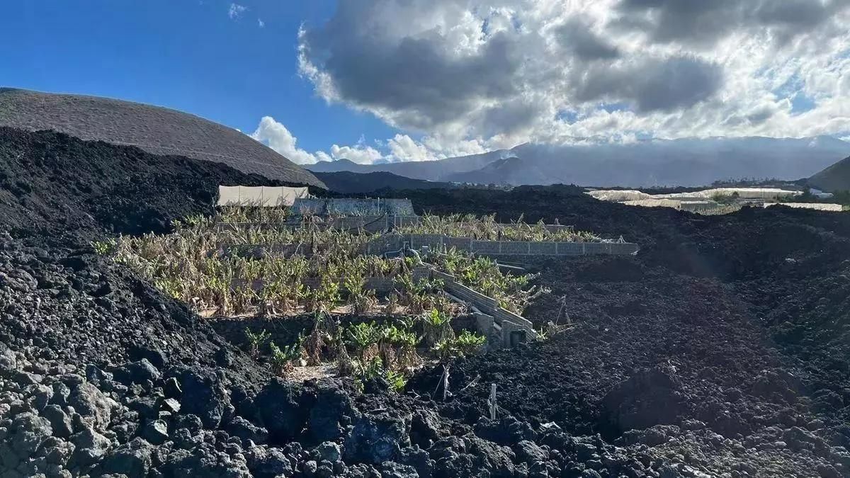La Consejería de Presidencia emite la primera orden de pago para fincas afectadas por el volcán por 10,2 millones