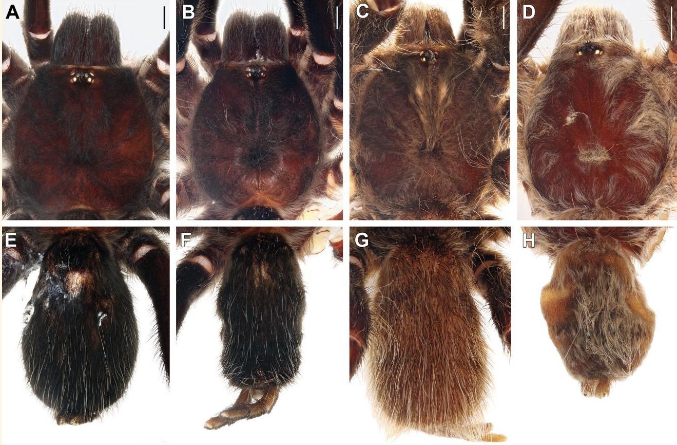 Un nuevo género agrupa a las tarántulas con rasgos que las separan claramente de sus parientes más cercanos