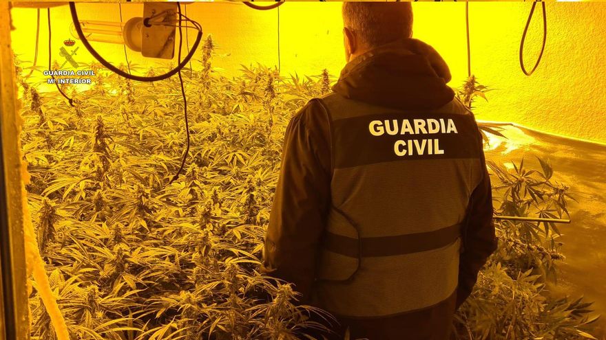 Plantación de marihuana descubierta.