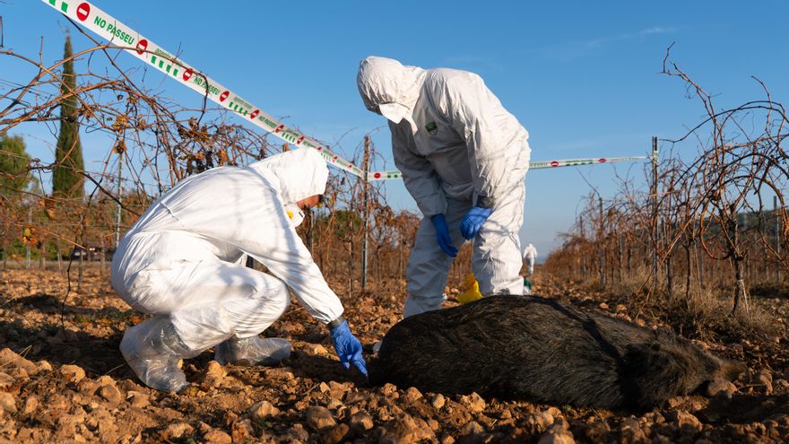 El Govern anuncia 50 nuevos profesionales para eliminar jabalíes a raíz de la peste porcina africana