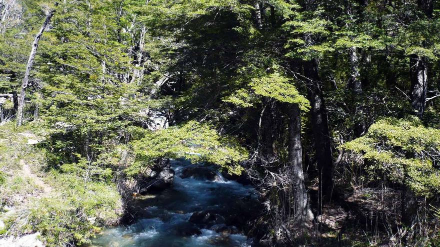El Gobierno cerró tres fondos fiduciarios asociados a la protección de bosques nativos, el Programa Progresar y Emergencias