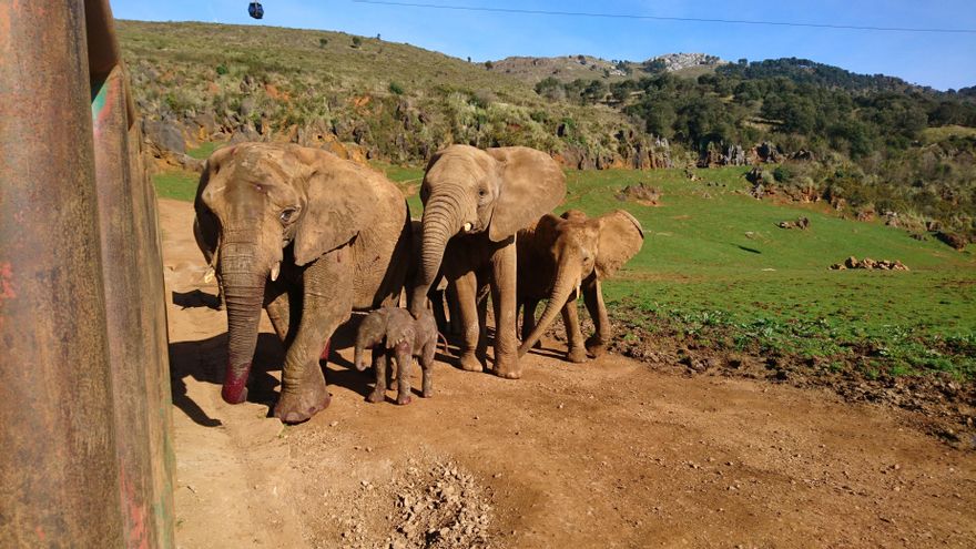 Bramidos de venados, leones y jirafas inquietos, elefantes agrupados: así reaccionaron los animales de Cabárceno al eclipse total