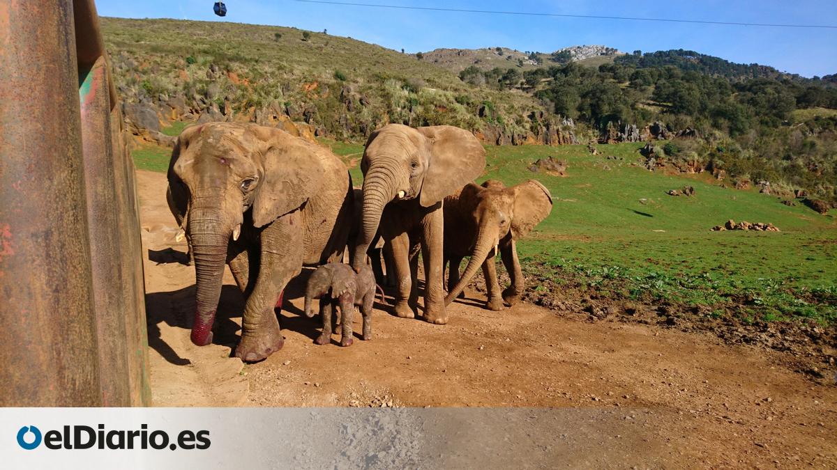 Bramidos de venados, leones y jirafas inquietos, elefantes agrupados: así reaccionaron los animales de Cabárceno al eclipse total