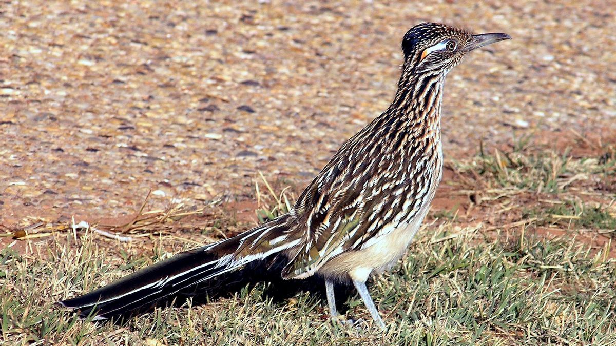 Es bastante improbable que un correcaminos pudiera escapar de un coyote