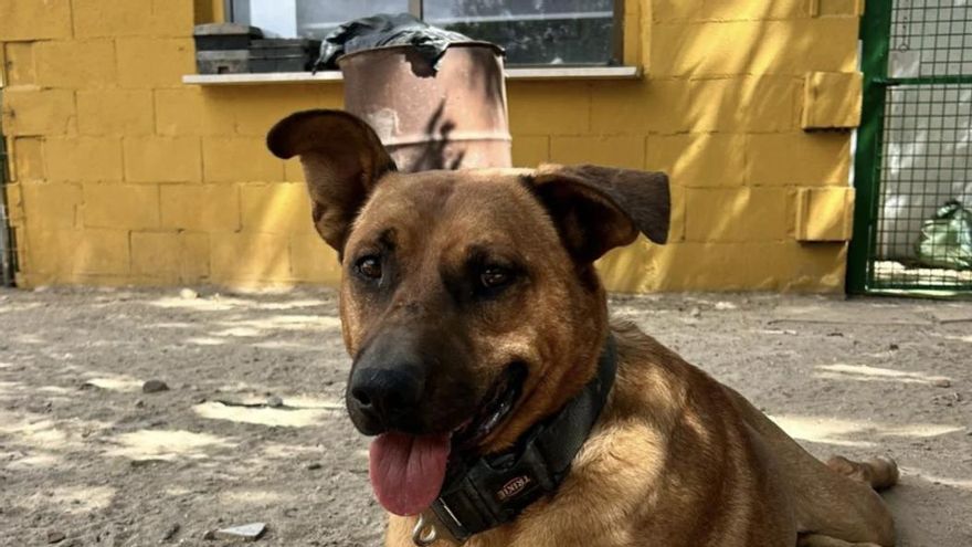 La triste historia de Dos, el perrito que se pasó años encerrado en una nave y que ahora busca un hogar