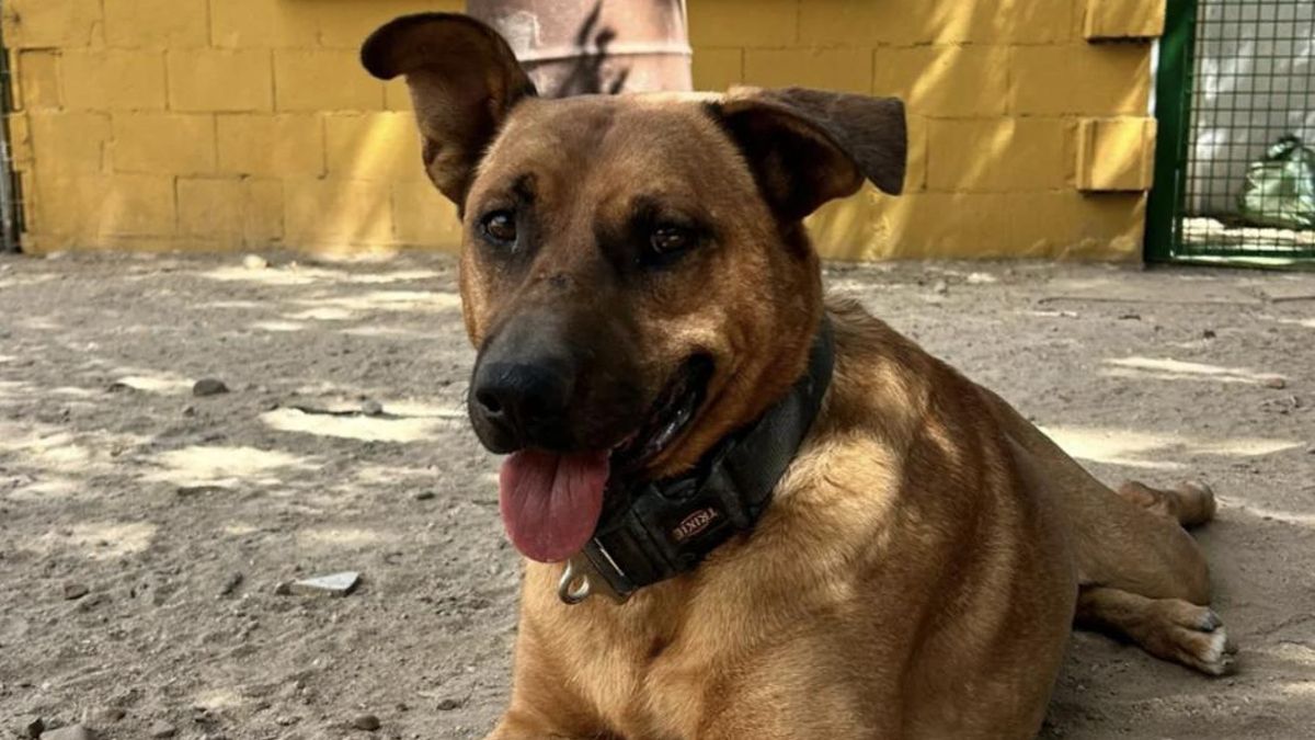 Dos busca una familia que lo adopte