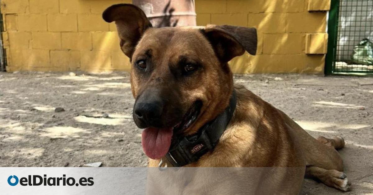 La triste historia de Dos, el perrito que se pasó años encerrado en una nave y que ahora busca un hogar