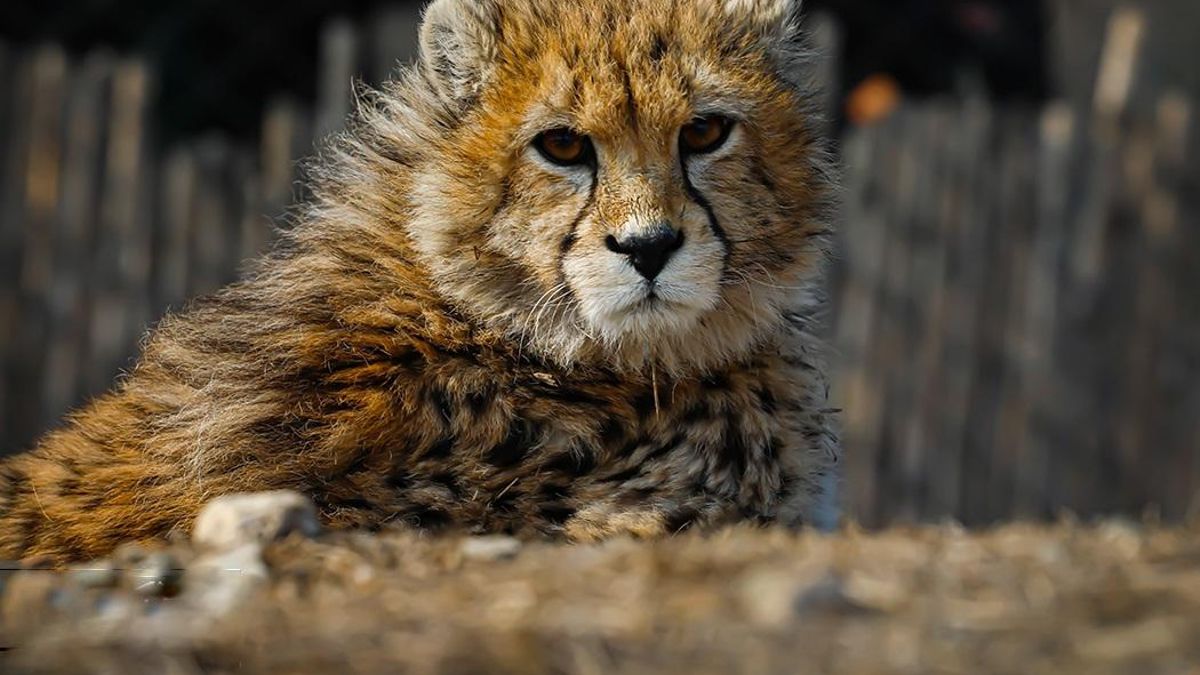En territorio persa apenas quedan 27 ejemplares controlados uno a uno mediante registros precisos