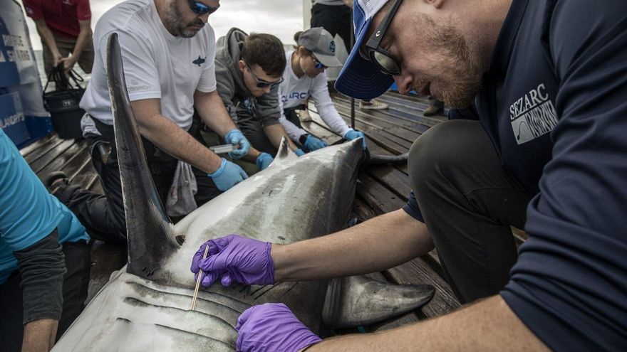 El difícil rastreo del esquivo tiburón blanco para entender qué lo lleva a aguas gallegas