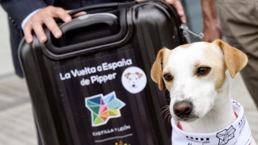 Pipper, el primer perro español "influencer" en turismo de mascotas