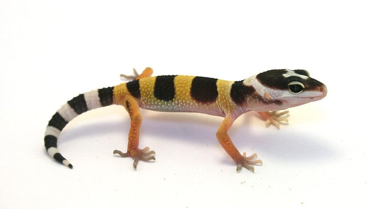 Un gecko leopardo juvenil