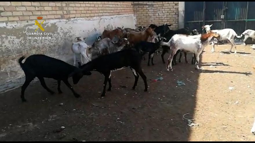 Las cabras localizadas por la Guardia Civil.