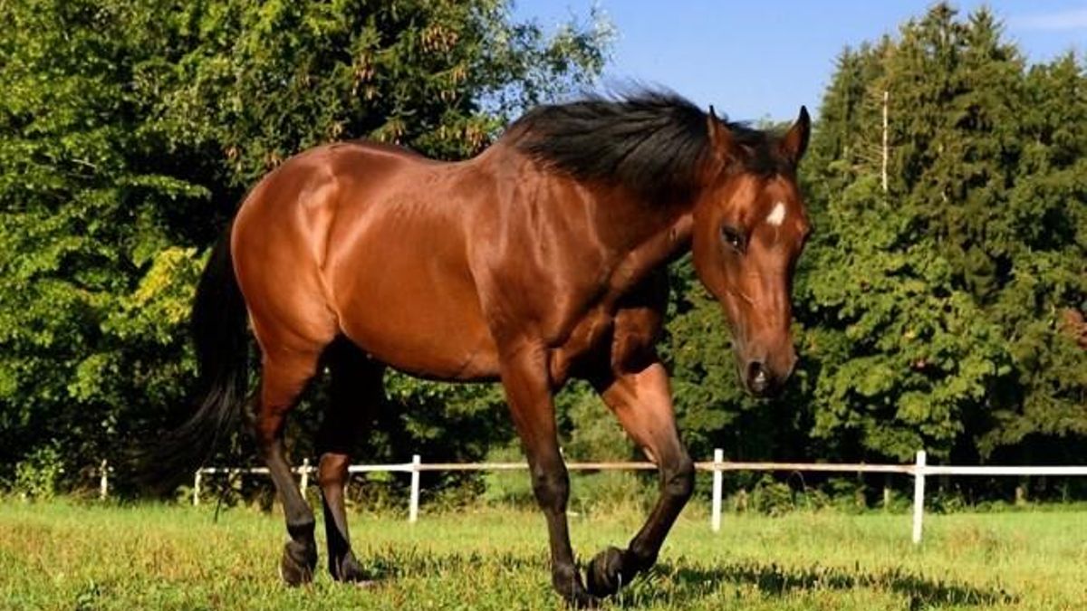 En Andalucía también se ha encontrado la infección en un caballo de Almonte (Huelva)