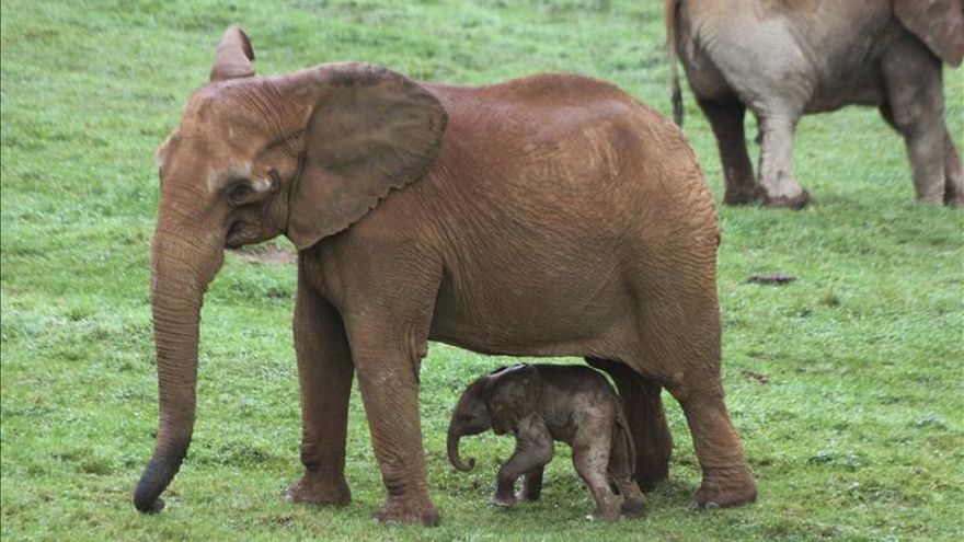 Nace en el Parque de Cabárceno una nueva cría de elefante africano