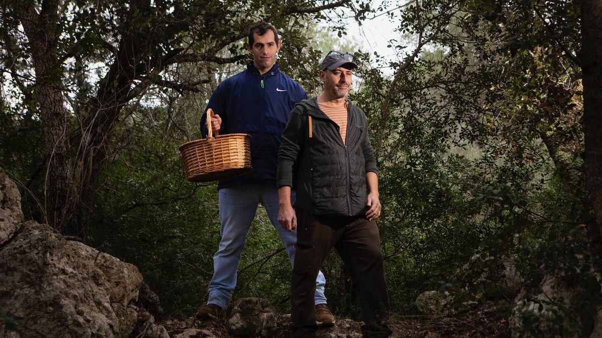 Los 'buscadores de setas' advierten: cada vez hay menos hongos en los bosques