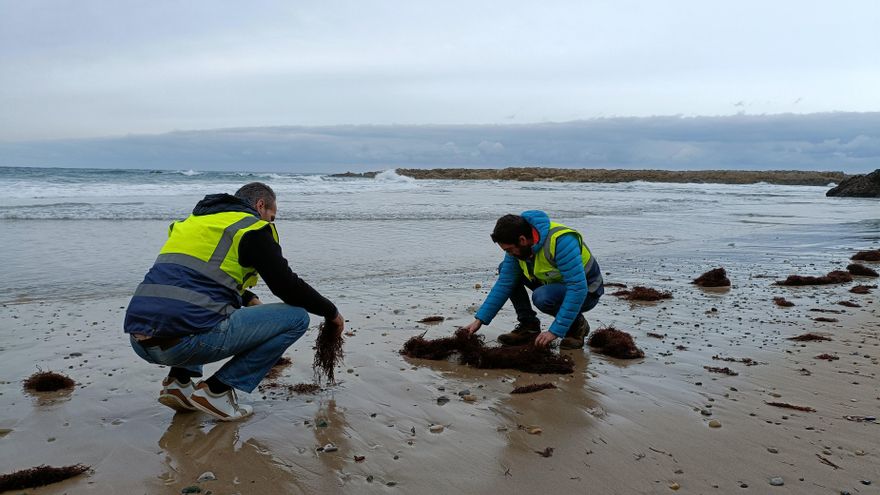 Técnicos rastreando la playa de Pechón para comprobar la presencia de pellets.