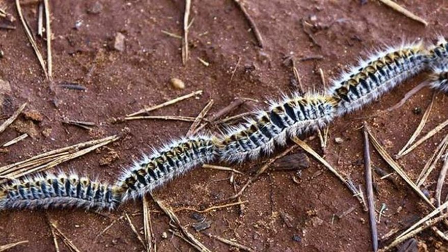 Alerta por oruga procesionaria: cómo proteger a perros y gatos