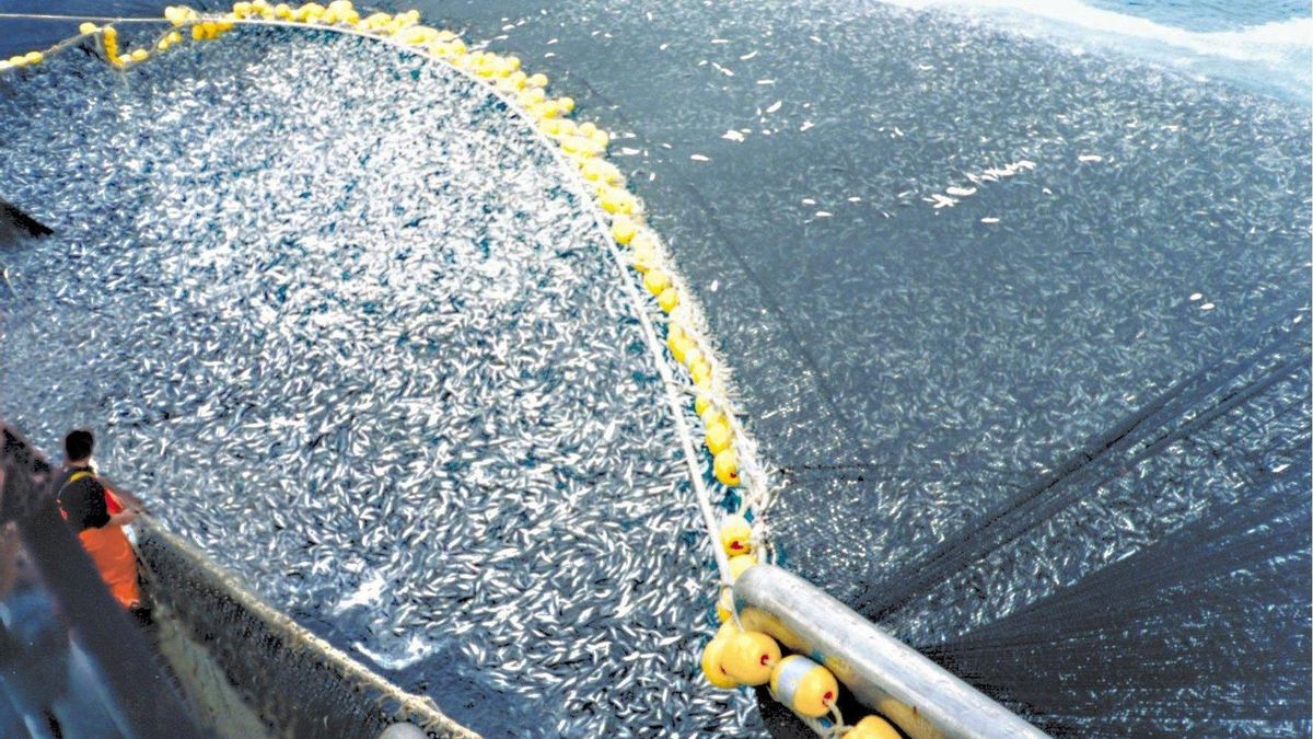 Ecologistas alertan de un proyecto piloto para autorizar la pesca industrial y granjas marinas de atún rojo en Canarias