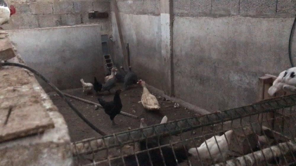 Aves encontradas en el mismo recinto