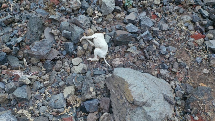 Uno de los perros arrojados al barranco